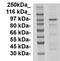 Hypoxia-inducible factor 1-alpha antibody, TA354706, Origene, Western Blot image 