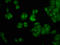 Peptidyl-prolyl cis-trans isomerase NIMA-interacting 4 antibody, CSB-PA861478LA01HU, Cusabio, Immunofluorescence image 