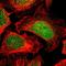 Protein FAM49B antibody, HPA009076, Atlas Antibodies, Immunofluorescence image 