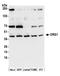 DRG1 antibody, A305-384A, Bethyl Labs, Western Blot image 