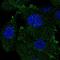 Lpa3 antibody, HPA013421, Atlas Antibodies, Immunofluorescence image 