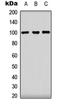 Clock Circadian Regulator antibody, orb235103, Biorbyt, Western Blot image 