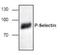 sCD62P antibody, NBP1-50764, Novus Biologicals, Western Blot image 