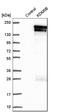 Lysine-specific demethylase 5B antibody, HPA027179, Atlas Antibodies, Western Blot image 