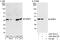 Nuclear Receptor Binding Factor 2 antibody, A301-852A, Bethyl Labs, Immunoprecipitation image 