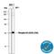Ribosomal Protein S6 antibody, AF3918, R&D Systems, Western Blot image 