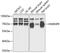 Heterogeneous nuclear ribonucleoprotein R antibody, 19-917, ProSci, Western Blot image 