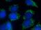 Leucyl-TRNA Synthetase 2, Mitochondrial antibody, 17097-1-AP, Proteintech Group, Immunofluorescence image 