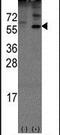 Noelin antibody, PA5-12290, Invitrogen Antibodies, Western Blot image 