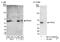 Protein Phosphatase 5 Catalytic Subunit antibody, NB110-40555, Novus Biologicals, Western Blot image 