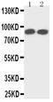 Neurotrophic Receptor Tyrosine Kinase 1 antibody, LS-C343928, Lifespan Biosciences, Western Blot image 