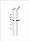 Dynactin Subunit 6 antibody, PA5-48891, Invitrogen Antibodies, Western Blot image 