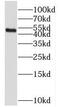Transcription Factor B2, Mitochondrial antibody, FNab08622, FineTest, Western Blot image 
