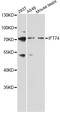Intraflagellar Transport 74 antibody, LS-C747763, Lifespan Biosciences, Western Blot image 