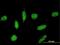 TOP1 Binding Arginine/Serine Rich Protein antibody, MA5-20967, Invitrogen Antibodies, Immunofluorescence image 