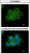 CRK Proto-Oncogene, Adaptor Protein antibody, GTX100901, GeneTex, Immunofluorescence image 