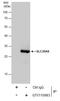 ANT2 antibody, GTX110983, GeneTex, Immunoprecipitation image 