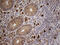 Folate Receptor Gamma antibody, M11847, Boster Biological Technology, Immunohistochemistry paraffin image 