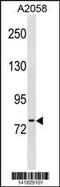 MEP antibody, 60-788, ProSci, Western Blot image 