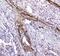 Amyloid P Component, Serum antibody, A00162, Boster Biological Technology, Immunohistochemistry frozen image 