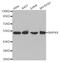 Mitogen-Activated Protein Kinase 8 antibody, STJ27928, St John