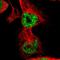 p84N5 antibody, HPA019687, Atlas Antibodies, Immunofluorescence image 