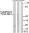 Cytochrome P450 Family 39 Subfamily A Member 1 antibody, TA315462, Origene, Western Blot image 