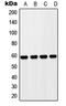 Zona pellucida sperm-binding protein 4 antibody, LS-C353508, Lifespan Biosciences, Western Blot image 