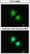 Calnexin antibody, LS-B4863, Lifespan Biosciences, Immunofluorescence image 
