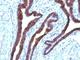 Epithelial Cell Adhesion Molecule antibody, V2686SAF-100UG, NSJ Bioreagents, Flow Cytometry image 