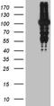 MutL Homolog 1 antibody, CF811845, Origene, Western Blot image 