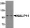 NLR Family Pyrin Domain Containing 11 antibody, LS-B6192, Lifespan Biosciences, Western Blot image 