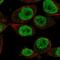 Kelch Like Family Member 18 antibody, NBP1-94017, Novus Biologicals, Immunofluorescence image 