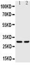 Kallikrein-1 antibody, PA5-79738, Invitrogen Antibodies, Western Blot image 