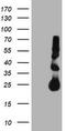 Metalloproteinase inhibitor 2 antibody, TA504018, Origene, Western Blot image 