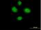 Hematopoietic SH2 domain-containing protein antibody, H00084941-B01P, Novus Biologicals, Immunocytochemistry image 