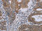 Kelch Like Family Member 2 antibody, CSB-PA561716, Cusabio, Immunohistochemistry frozen image 