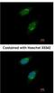 Beta-crystallin A1 antibody, NBP1-33010, Novus Biologicals, Immunofluorescence image 
