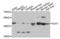 Delta Like Non-Canonical Notch Ligand 1 antibody, orb136591, Biorbyt, Western Blot image 