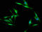 RNA Binding Fox-1 Homolog 2 antibody, LS-C675067, Lifespan Biosciences, Immunofluorescence image 