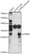 Heat Shock Protein Family B (Small) Member 1 antibody, LS-C330863, Lifespan Biosciences, Immunoprecipitation image 