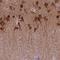 Proline Rich Transmembrane Protein 1 antibody, HPA059099, Atlas Antibodies, Immunohistochemistry frozen image 