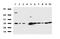 Porphobilinogen deaminase antibody, LS-C796863, Lifespan Biosciences, Western Blot image 