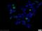 c-Myc antibody, 60003-2-Ig, Proteintech Group, Immunofluorescence image 