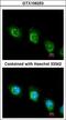 Ubiquitin carboxyl-terminal hydrolase 47 antibody, LS-C185775, Lifespan Biosciences, Immunocytochemistry image 