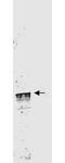 Cyclin L1 antibody, GTX48663, GeneTex, Western Blot image 