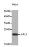 ADP Ribosylation Factor Like GTPase 3 antibody, STJ28582, St John