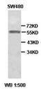 Fas-activated serine/threonine kinase antibody, orb77344, Biorbyt, Western Blot image 