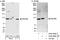DGCR8 Microprocessor Complex Subunit antibody, A302-468A, Bethyl Labs, Immunoprecipitation image 