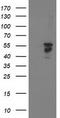 BECN1 antibody, TA502616BM, Origene, Western Blot image 